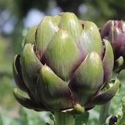 NEU! Artischocken und Kardy NEU! Artischocken und Kardy